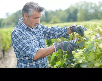 homme cheveux blancs chemise à carreaux s'occupant d'une vigne