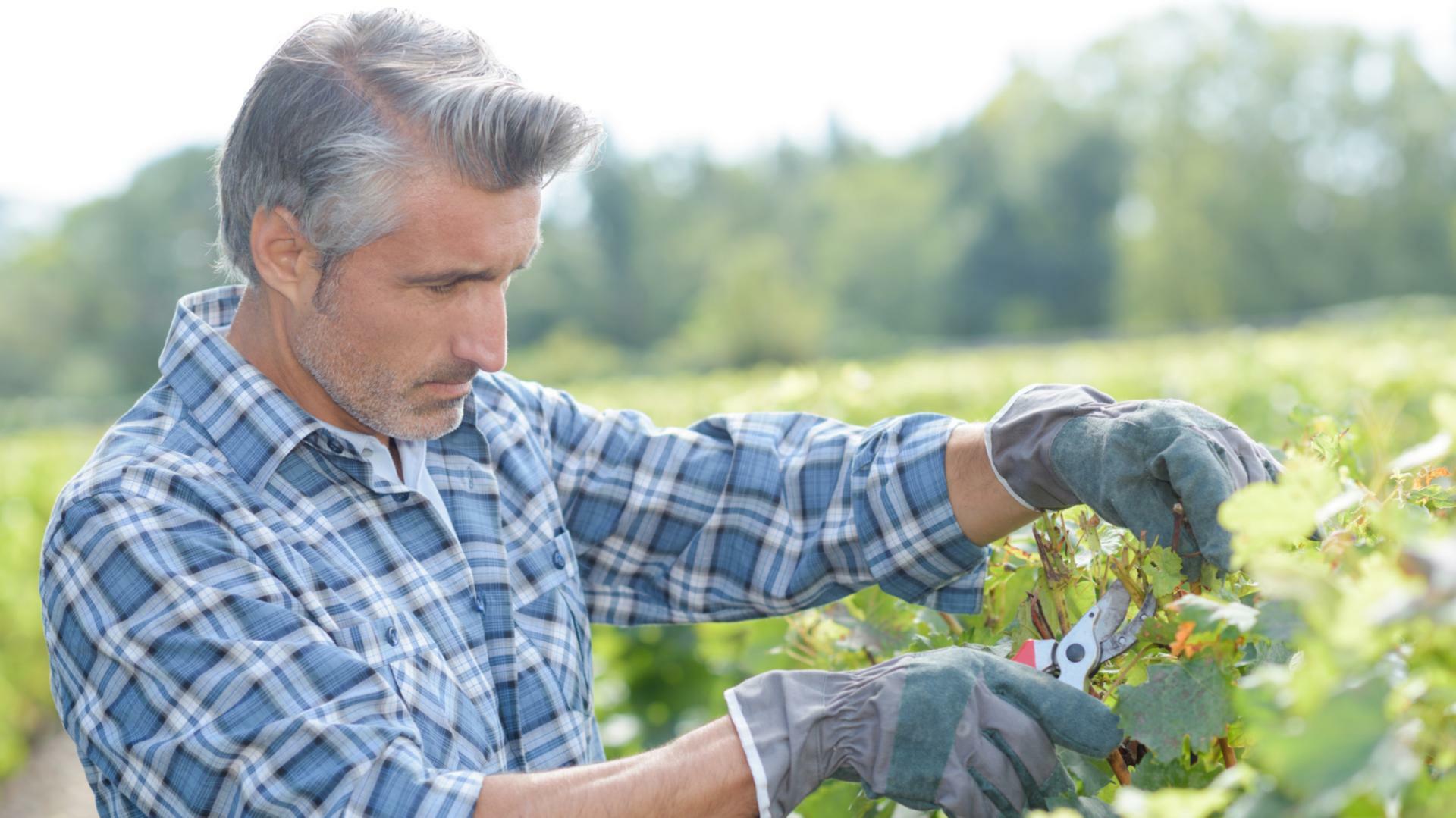 homme cheveux blancs chemise à carreaux s'occupant d'une vigne