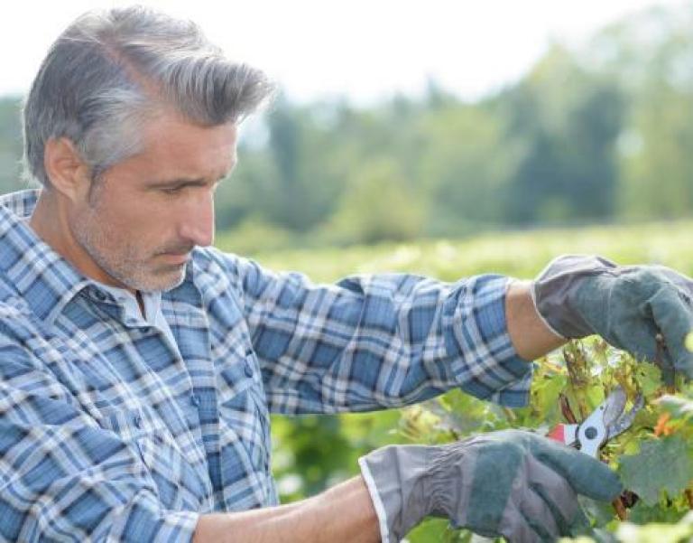 homme cheveux blancs chemise à carreaux s'occupant d'une vigne