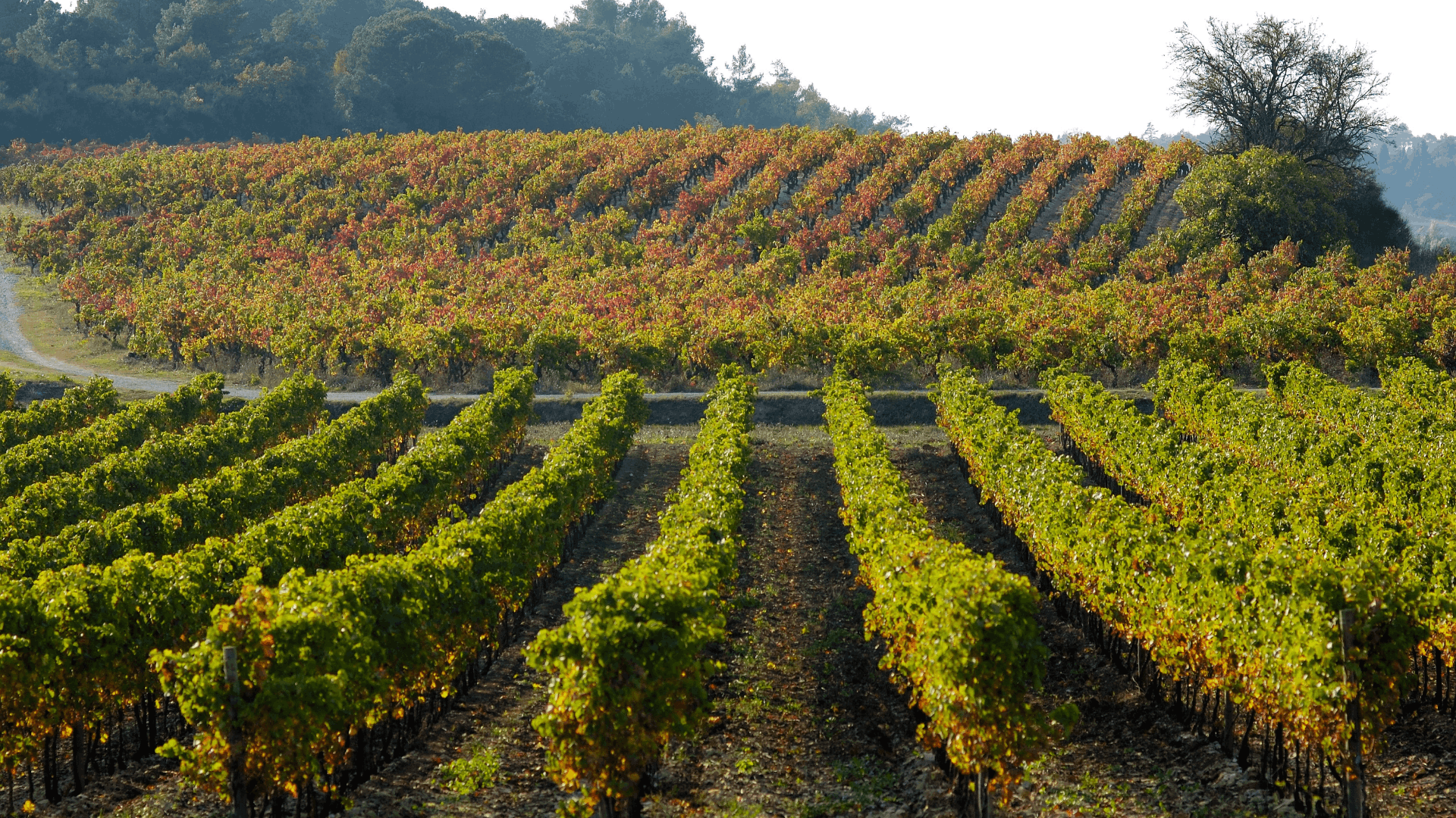 Vigne dans le Minervois à Peyriac