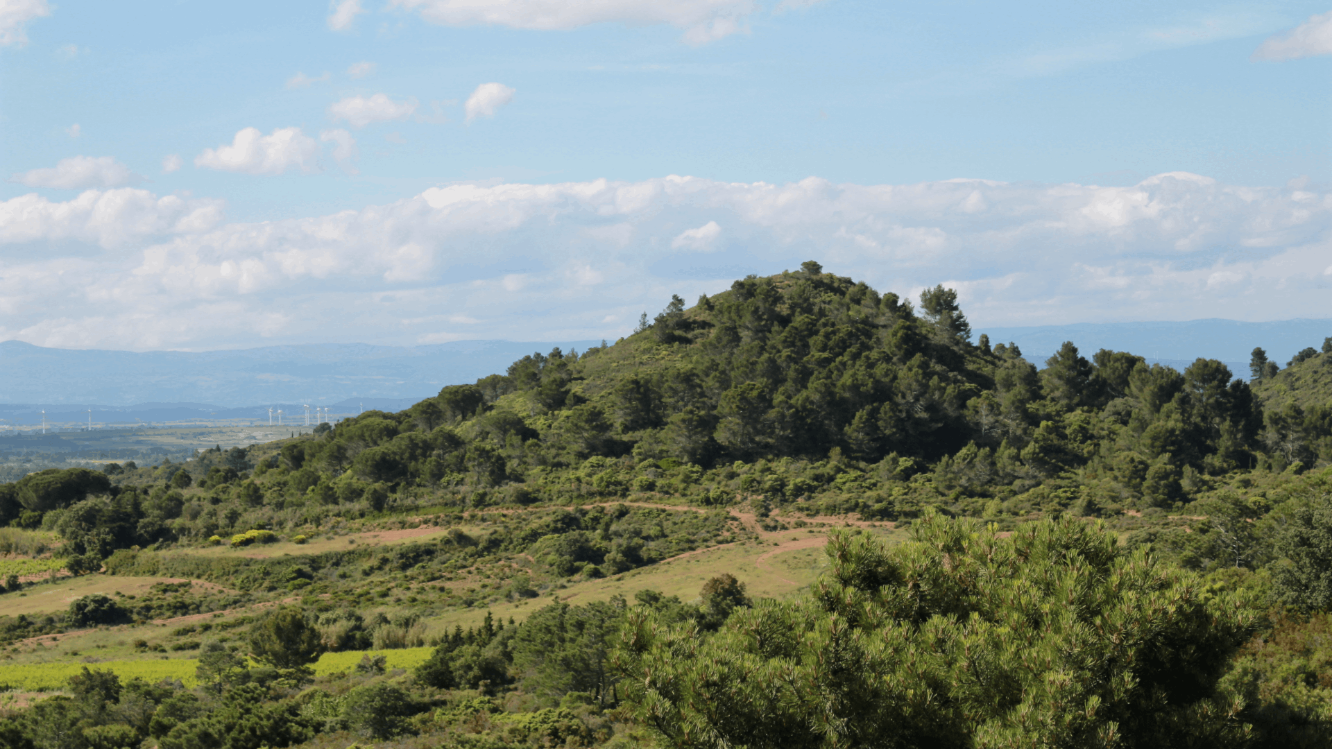 Paysage des Corbières à Lézignan