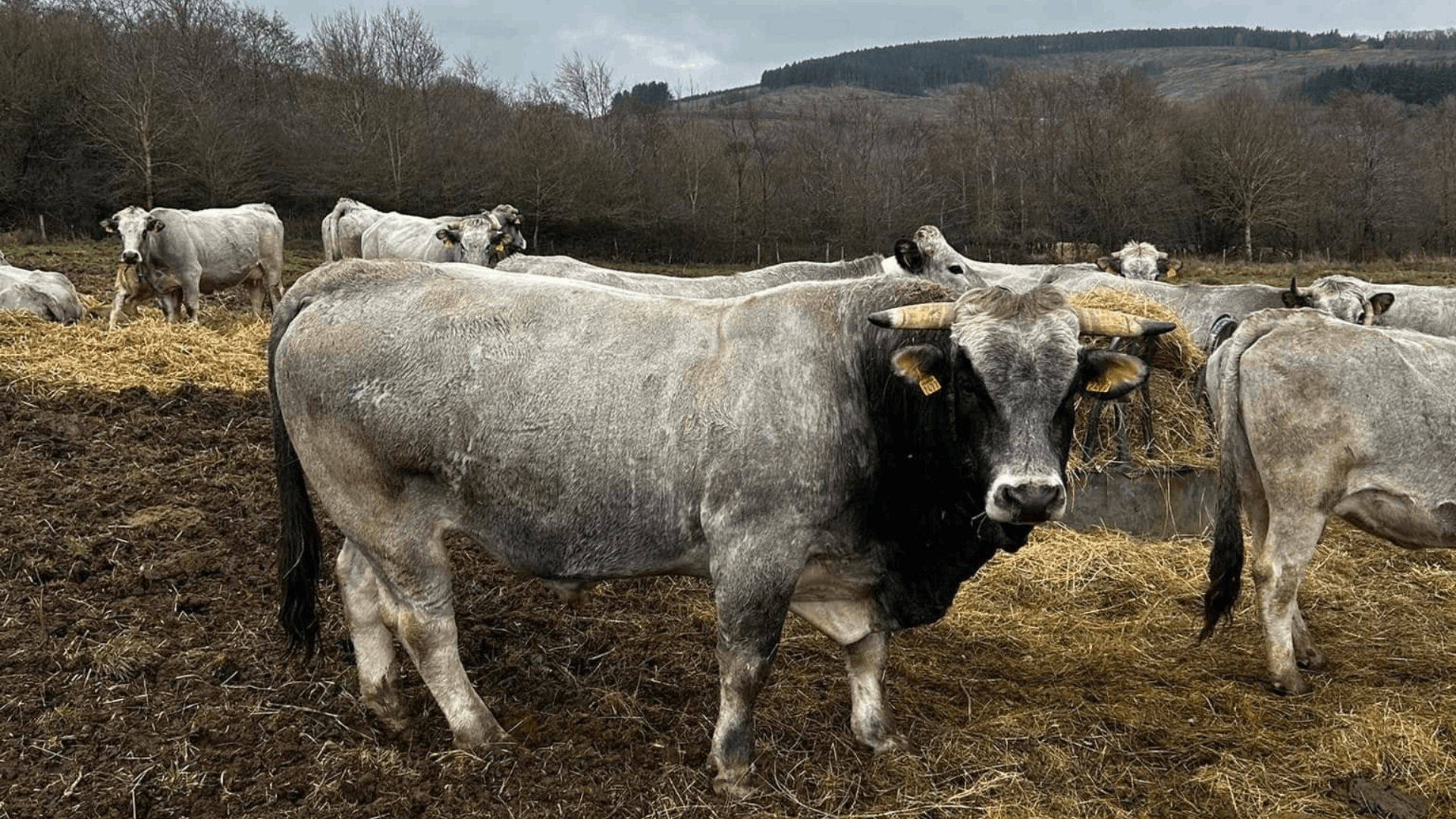 vaches gasconnes