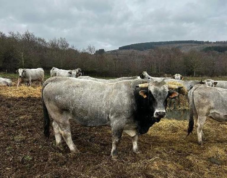 vaches gasconnes