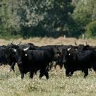 Taureaux au mas de mailly