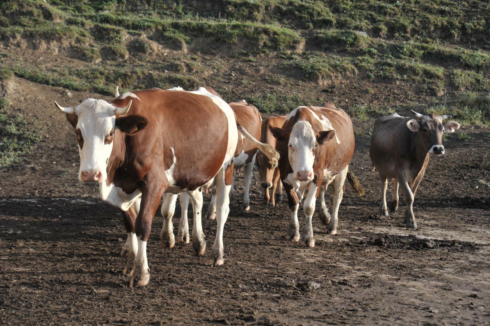 témoignage interview coopérative laitière audit conseil